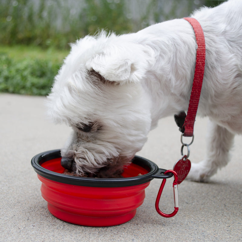 Emergency Zone Basic Small Dog Emergency Survival Kit