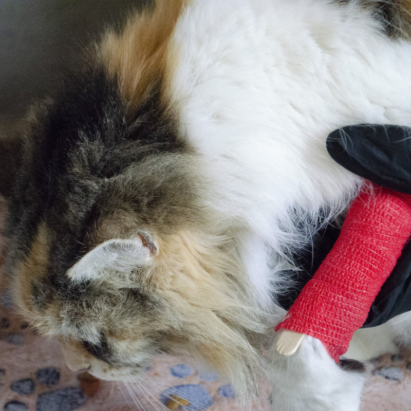 Emergency Zone Pet First Aid Kit