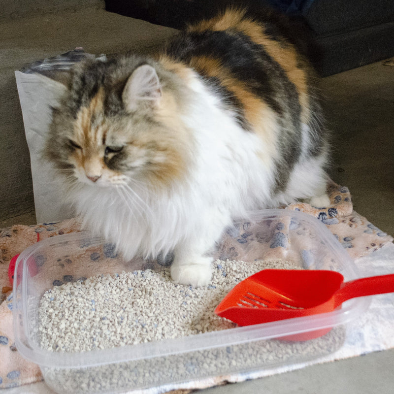 Emergency Zone Deluxe Cat Emergency Bug-Out Kit