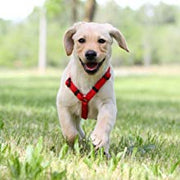 Basic Dog Emergency Kit - Emergency Zone